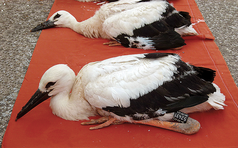 δακτυλίδια-αναγνώρισης-σε-λευκούς-πε-561419164