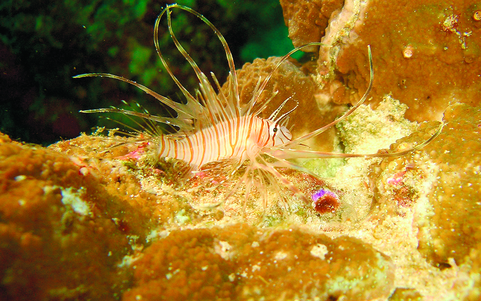 οι-εισβολείς-κυριεύουν-τις-θάλασσε-561420547