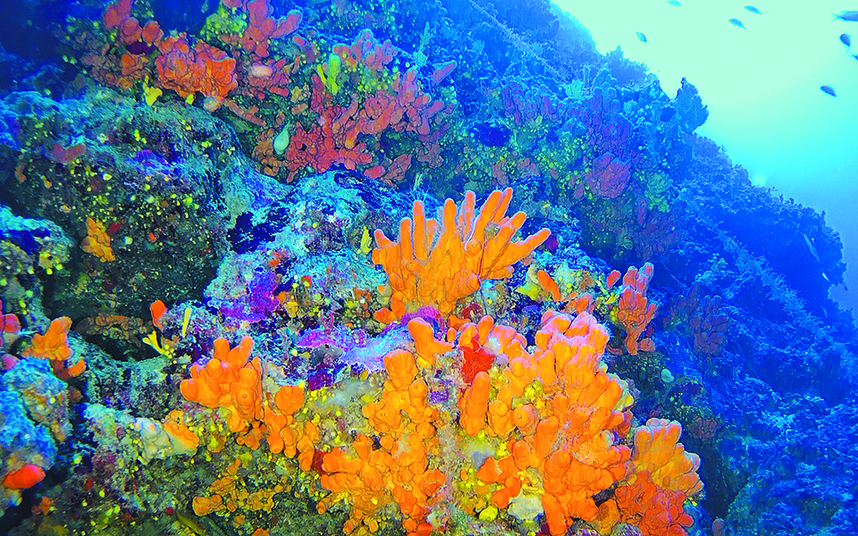 Κοράλλια ηλικίας 7.500 ετών «κρυμμένα» στο Αιγαίο-4