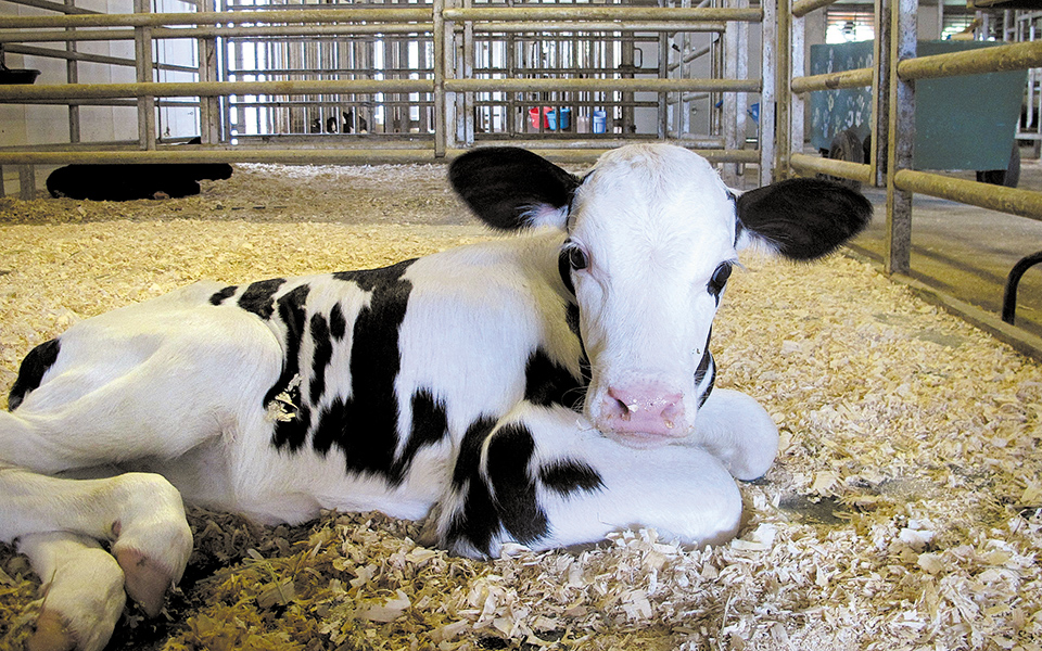 αγελάδα-κλώνος-για-γάλα-χωρίς-λακτό-561429415