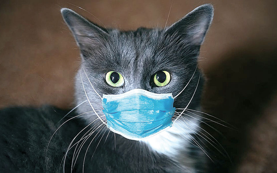 πιο-ευάλωτες-στον-κορωνοϊό-οι-οικόσιτ-561439216