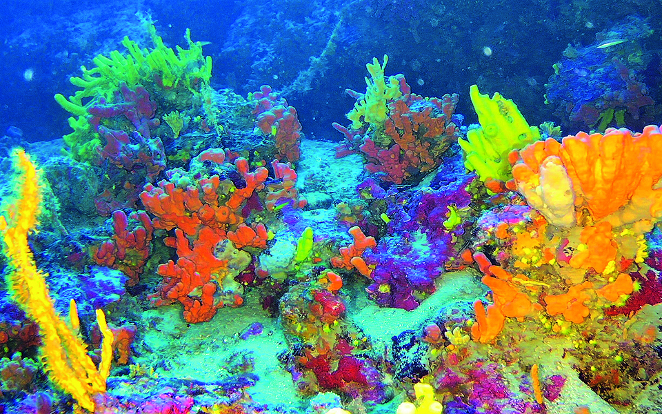 Κοράλλια ηλικίας 7.500 ετών «κρυμμένα» στο Αιγαίο-3