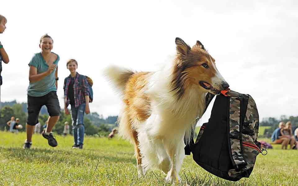 Νέες ταινίες: Αλλόκοτη παραλία, κυρία… ντίλερ-2