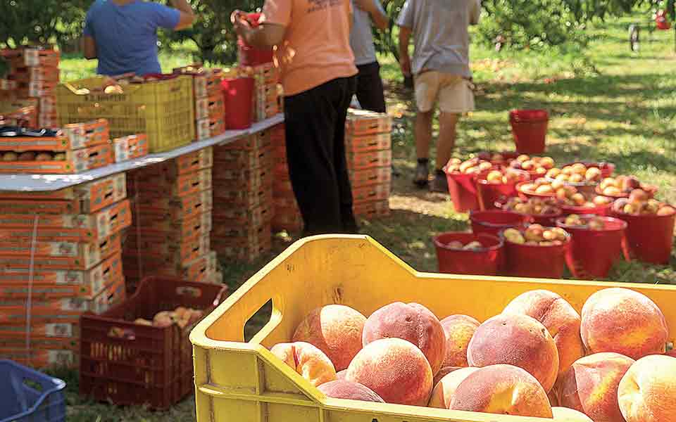 ισχυρή-αύξηση-στις-εξαγωγές-τροφίμων-561451765