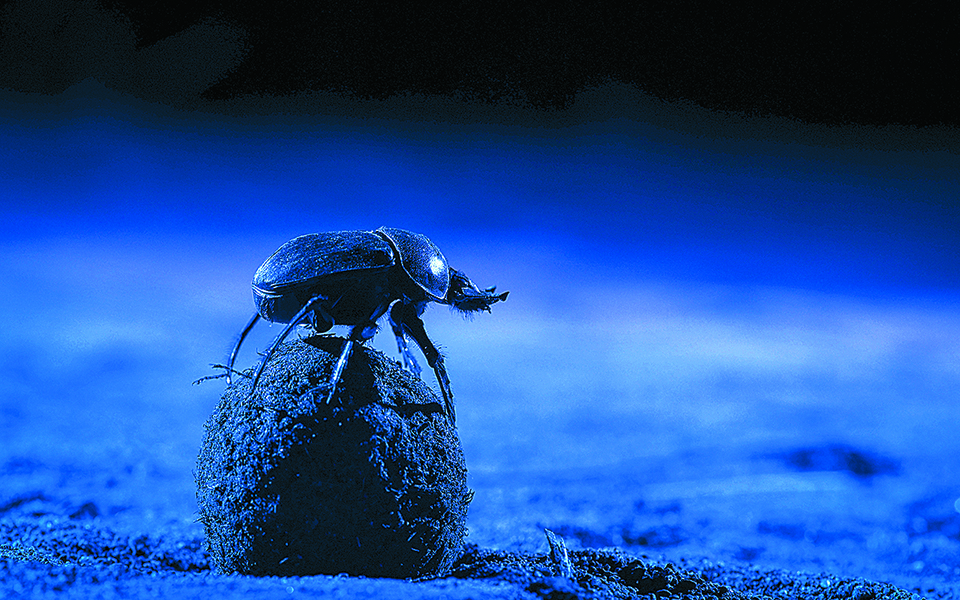 πολλά-ζώα-χάνουν-τον-δρόμο-τους-εξαιτί-561452476