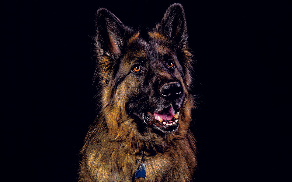 πώς-να-μην-εκπαιδεύσετε-τον-σκύλο-σας-561441388