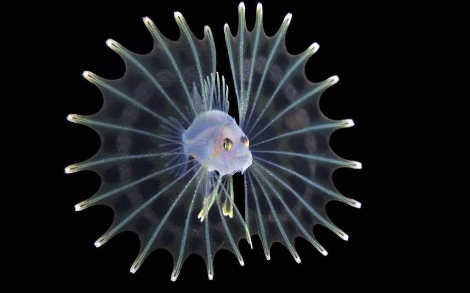 Όσα κρύβουν οι ωκεανοί τη νύχτα-1