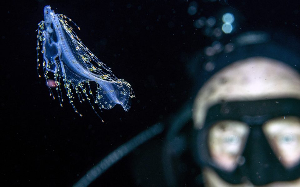 Όσα κρύβουν οι ωκεανοί τη νύχτα-5