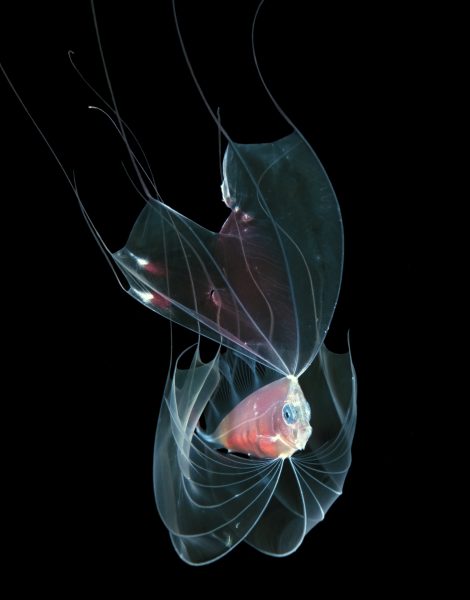 Όσα κρύβουν οι ωκεανοί τη νύχτα-6