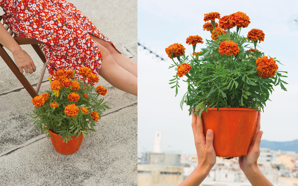 o-ντελικάτος-κατιφές-561431626