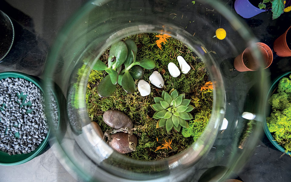 αγάπη-μου-συρρίκνωσα-τον-κήπο-561427873