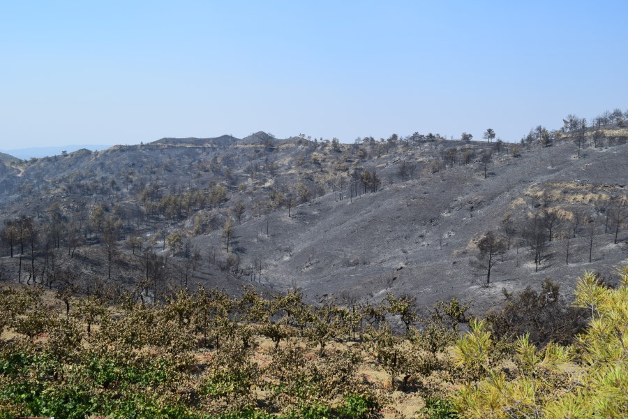 Κύπρος: Οδοιπορικό στις καμένες περιοχές (εικόνες – βίντεο)-5