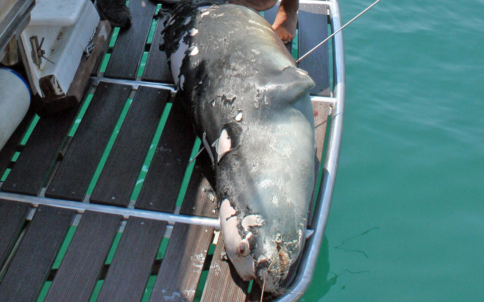 αλόννησος-οργή-και-μηνύσεις-για-τον-δρ-561445717