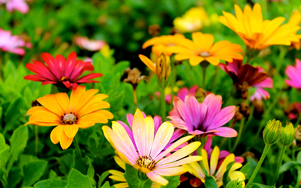 πανέμορφα-φυτά-για-ζαρντινιέρες-που-θ-561451597