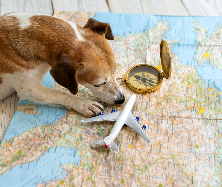 Ταξιδεύω με το σκύλο μου-1