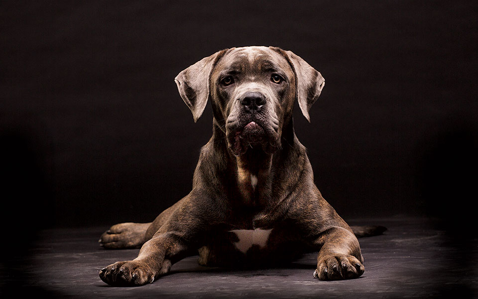 dna-εναντίον-ζωοκλεφτών-561423886