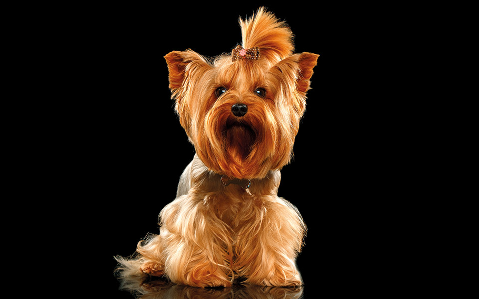 ένας-σκύλος-σώζει-τελικά-τον-κόσμο-561449074