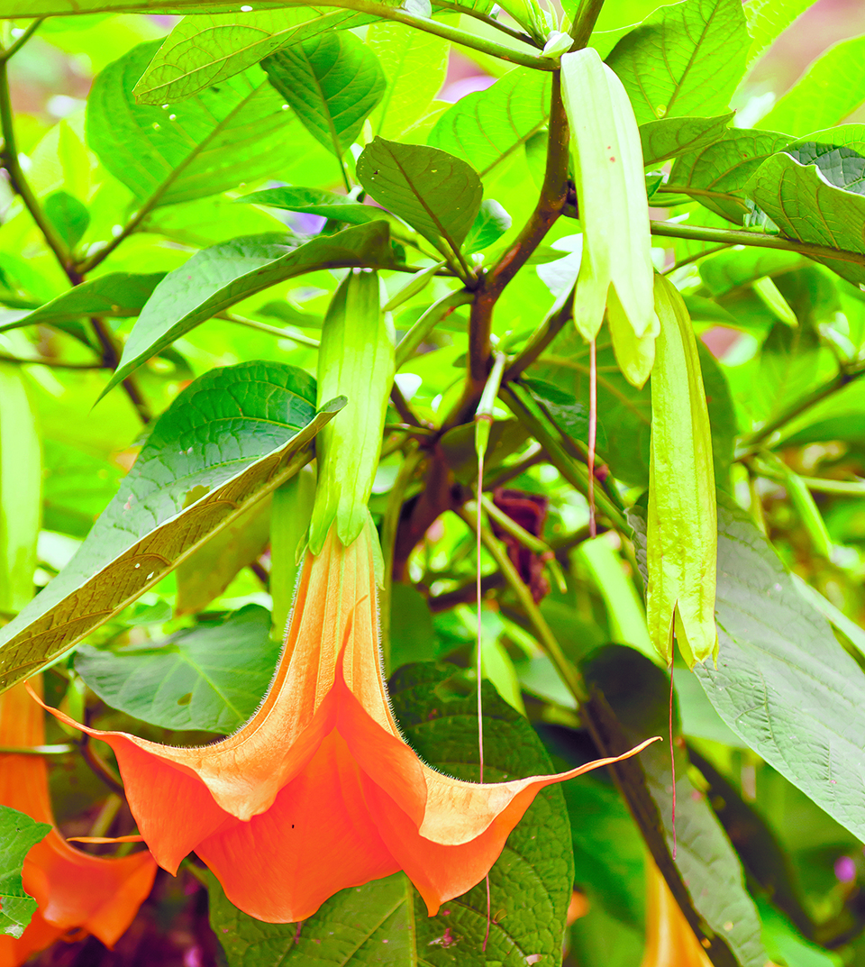 Οι σάλπιγγες των αγγέλων-1