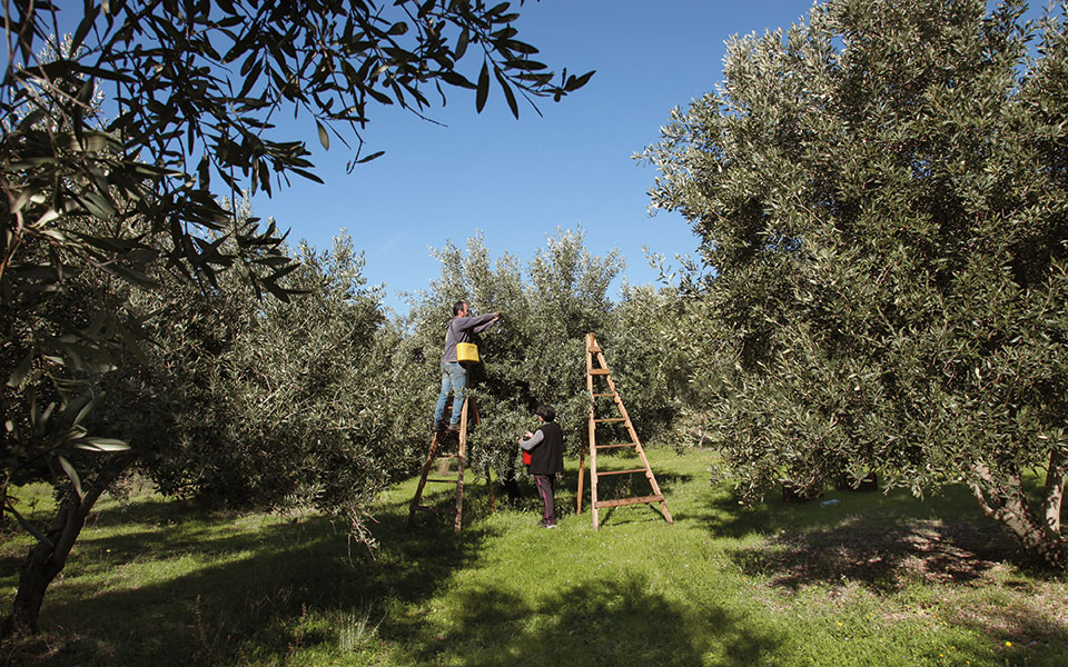 Τι έχει μείνει  απ’ την ελιά;-1