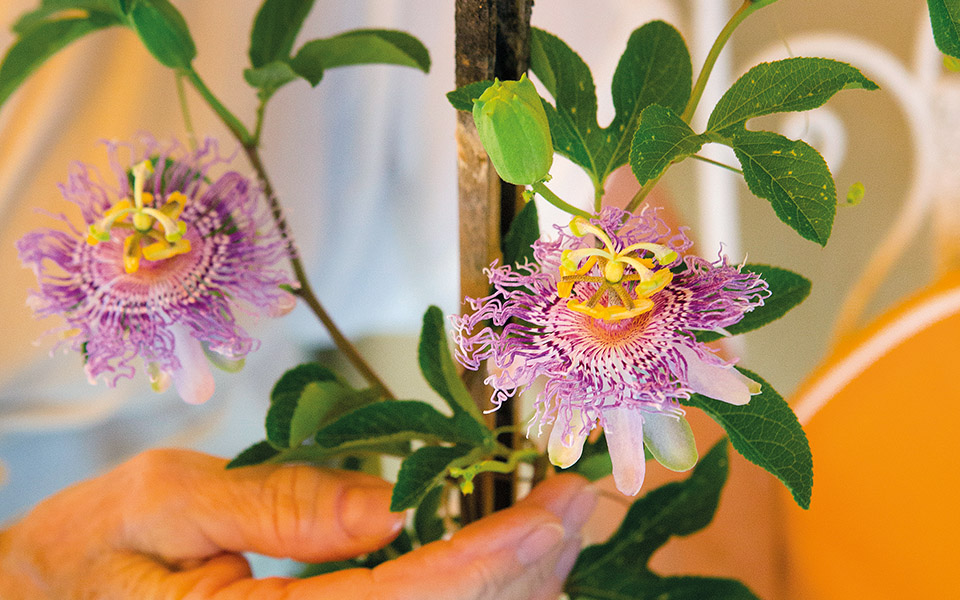 πασιφλόρα-μεγάλη-η-χάρη-της-561462274