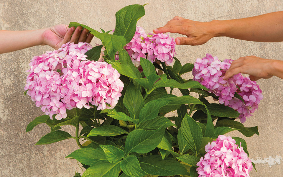 παστέλ-ταξιανθίες-561454357