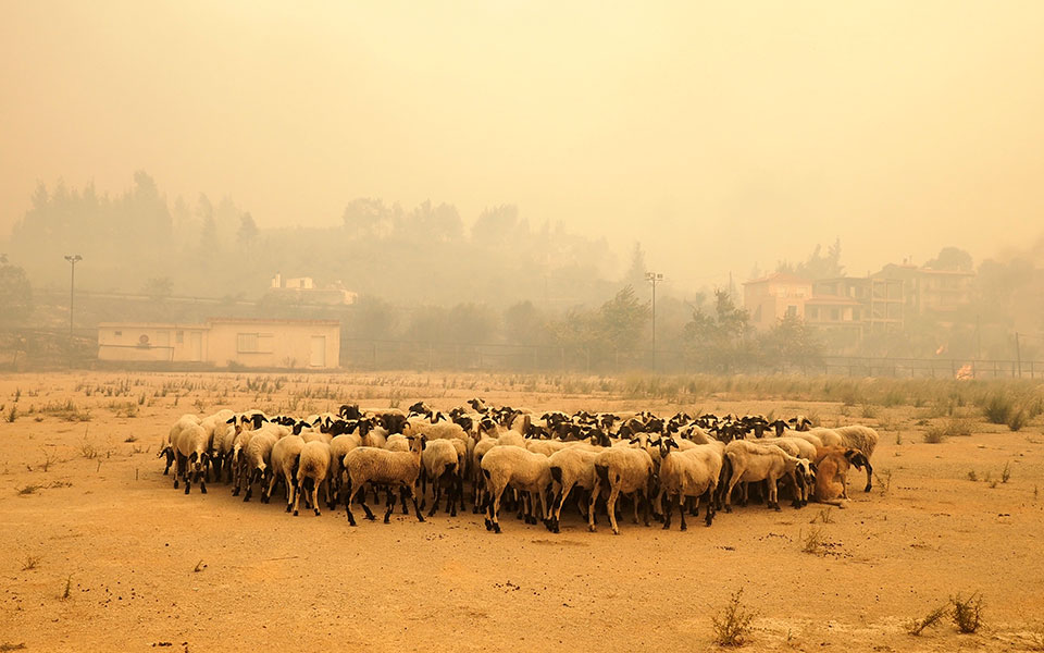 φωτιά-στην-eύβοια-σε-τρία-μέτωπα-η-μάχη-561457477