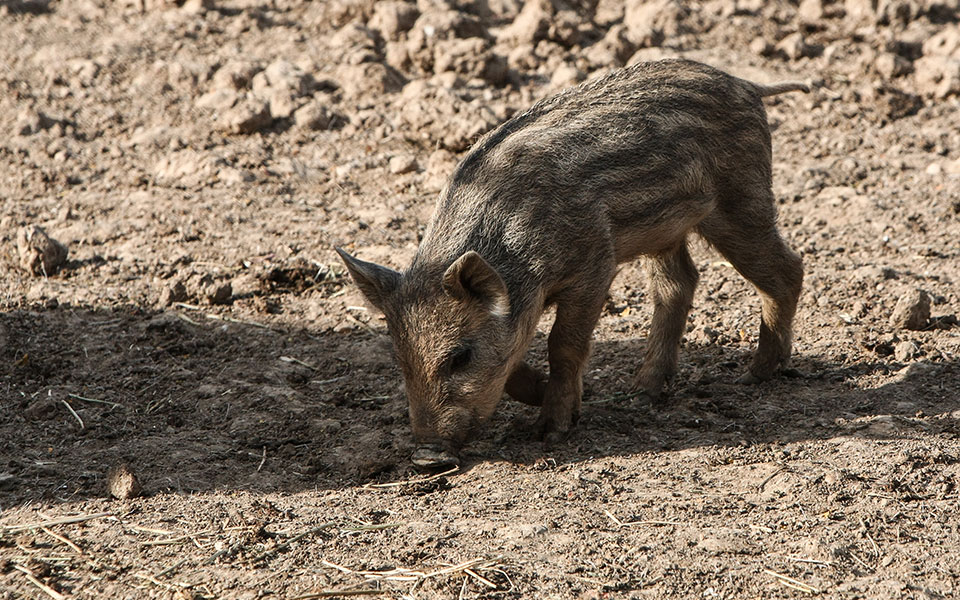δασαρχείο-πεντέλης-αναστέλλεται-το-κ-561479731