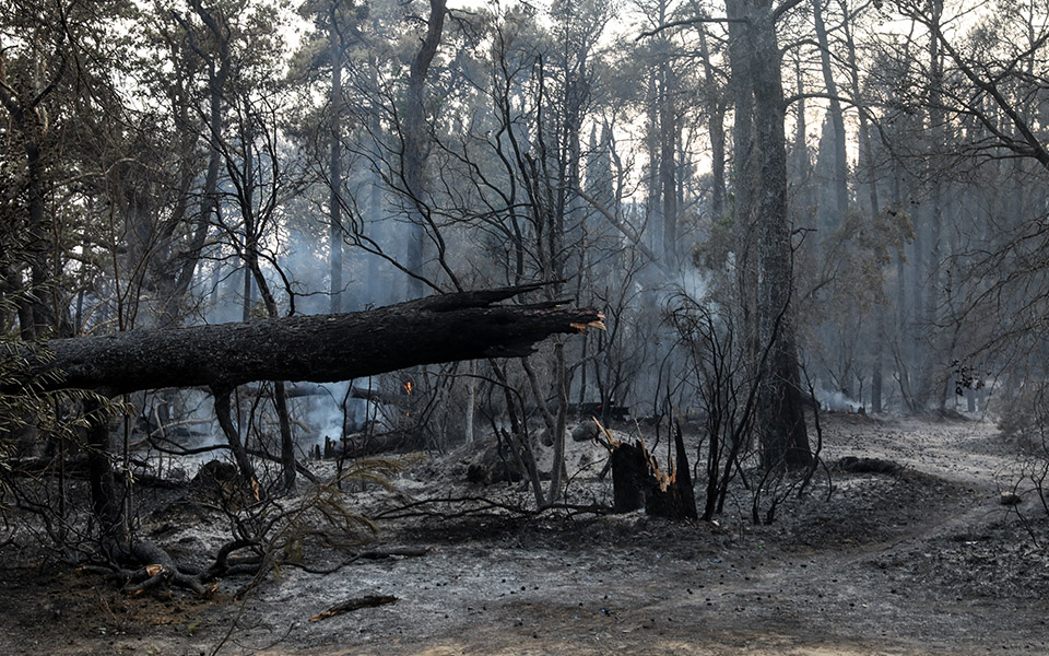 κοπέρνικος-89-000-στρέμματα-έγιναν-στάχ-561461506