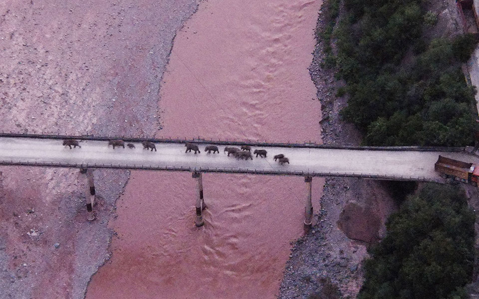 η-μεγάλη-πορεία-14-κινεζικών-ελεφάντων-561463417