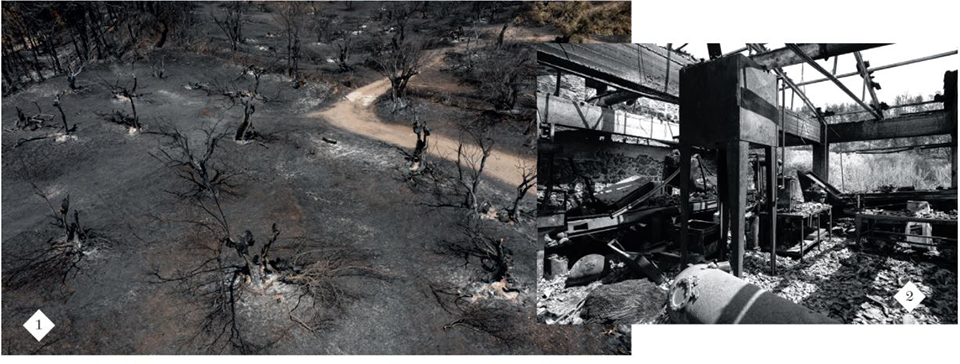 Τι έχει μείνει  απ’ την ελιά;-3