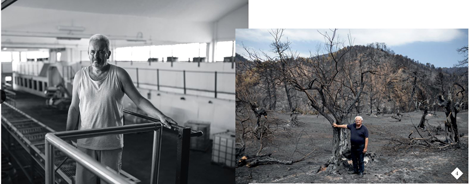 Τι έχει μείνει  απ’ την ελιά;-4