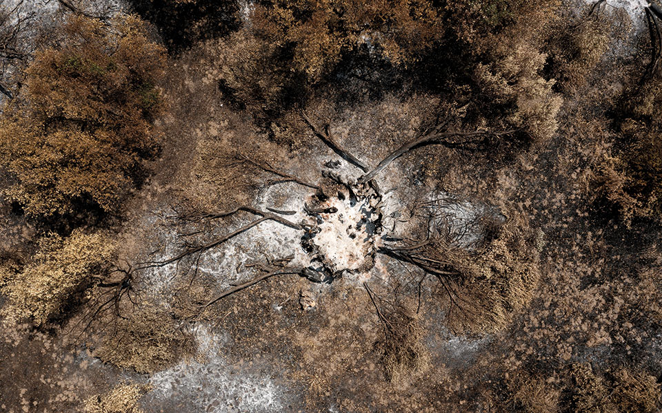 τι-έχει-μείνει-απ-την-ελιά-561473680