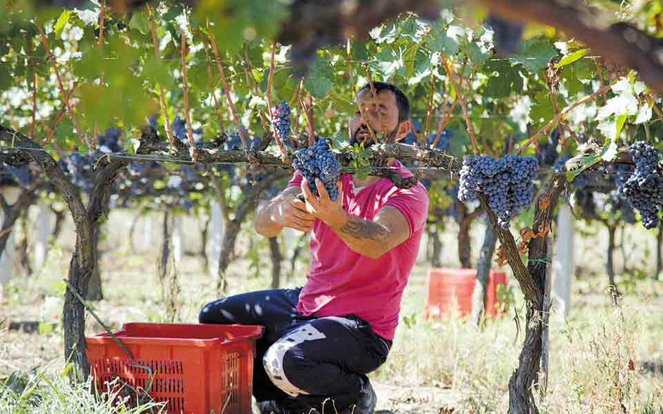η-αγωνία-του-αμπελουργού-πριν-από-τον-561453664