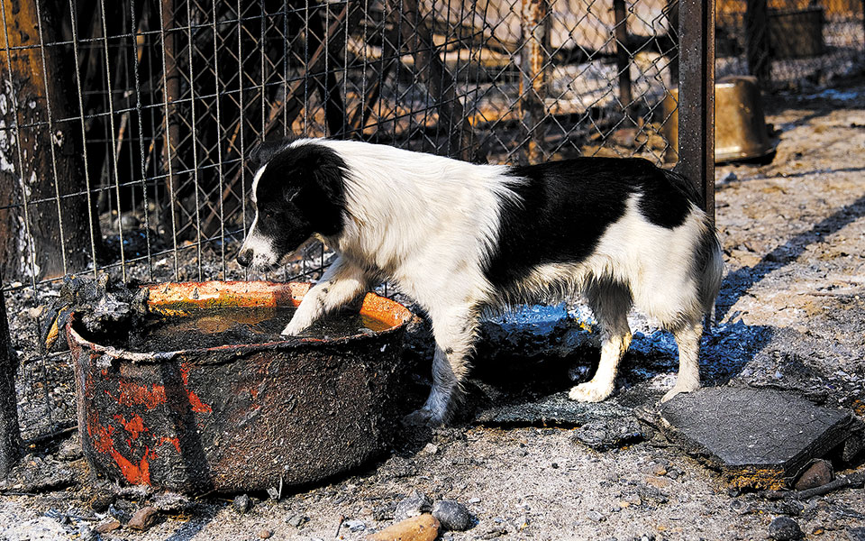 φωτιά-στη-βαρυμπόμπη-έλιωσαν-όλα-μ-561457606
