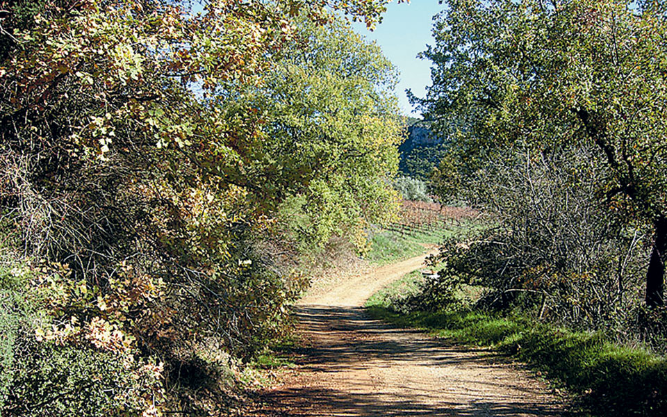 Κώστας Καρράς: Να επιμορφώσουμε τις νέες γενιές για την κλιματική αλλαγή-3