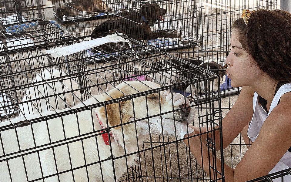 Καταφύγιο πυρόπληκτων ζώων: Συγκινητική προσπάθεια εθελοντών στο Γαλάτσι-1