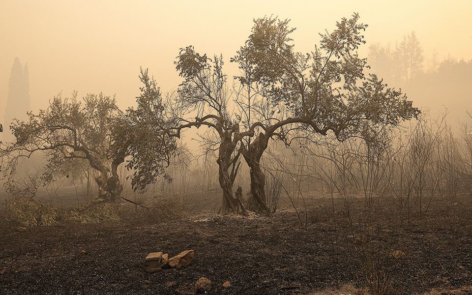 σχέδιο-για-αναδασώσεις-εξπρές-561464497