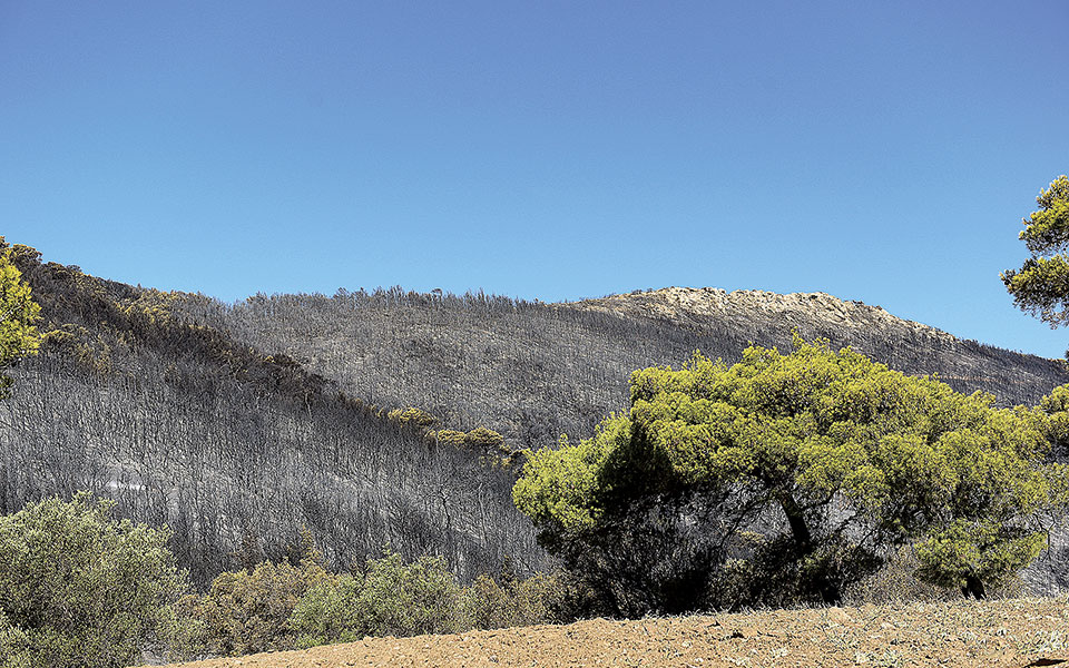φωτιές-ολοκληρώθηκαν-οι-αυτοψίες-στι-561468703