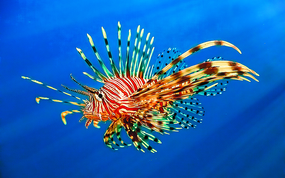 «Οι ελληνικές θάλασσες δεν είναι ευτροφικές»-2