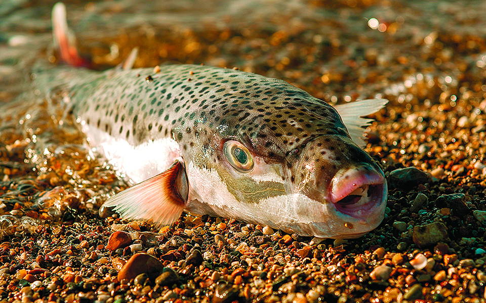 «Οι ελληνικές θάλασσες δεν είναι ευτροφικές»-3