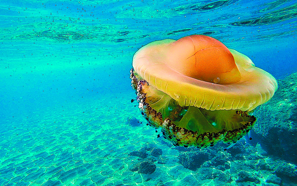 «Οι ελληνικές θάλασσες δεν είναι ευτροφικές»-1