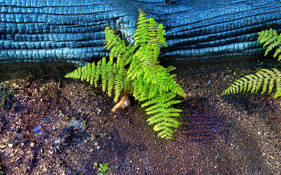 καταστροφή-και-αναγέννηση-561478057