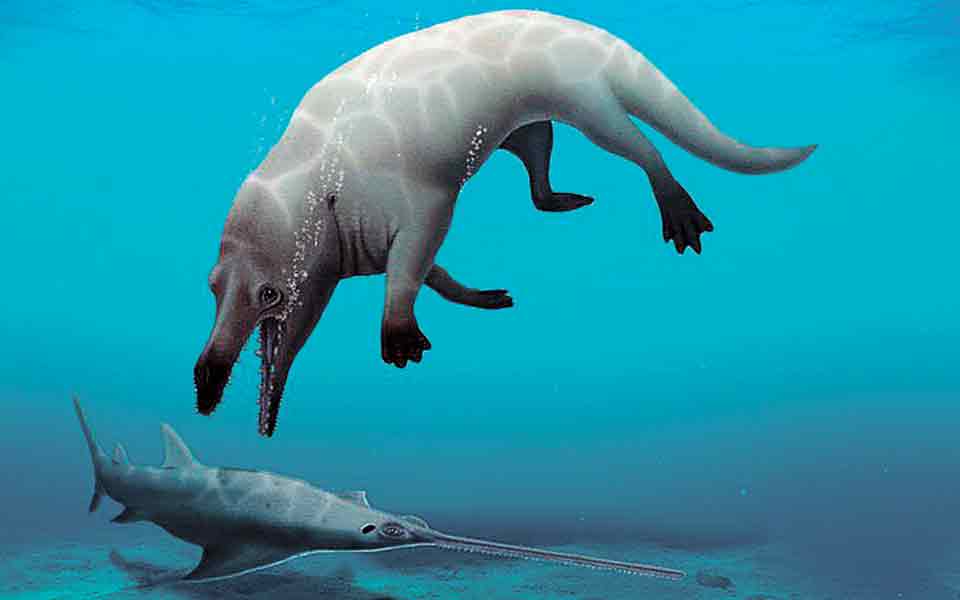 ανακάλυψαν-αρχαία-τετράποδη-φάλαινα-561477754