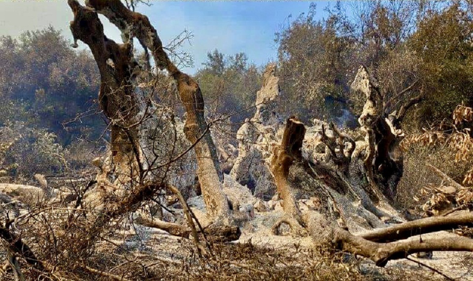 εύβοια-θύμα-των-πυρκαγιών-και-μια-ελιά-561463744