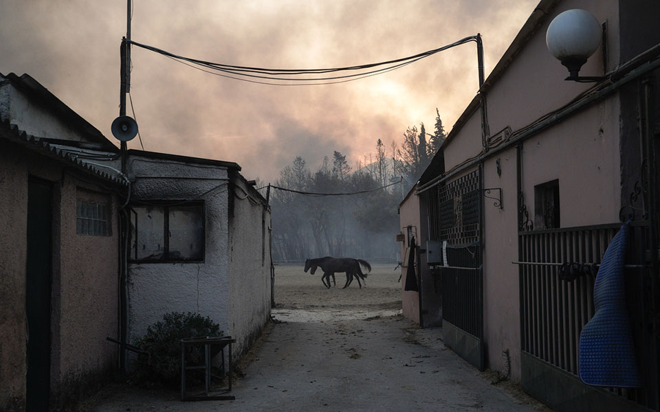 Φωτιά στη Βαρυμπόμπη: Με υπεράνθρωπες προσπάθειες σώθηκαν όλα τα αθλητικά άλογα-2