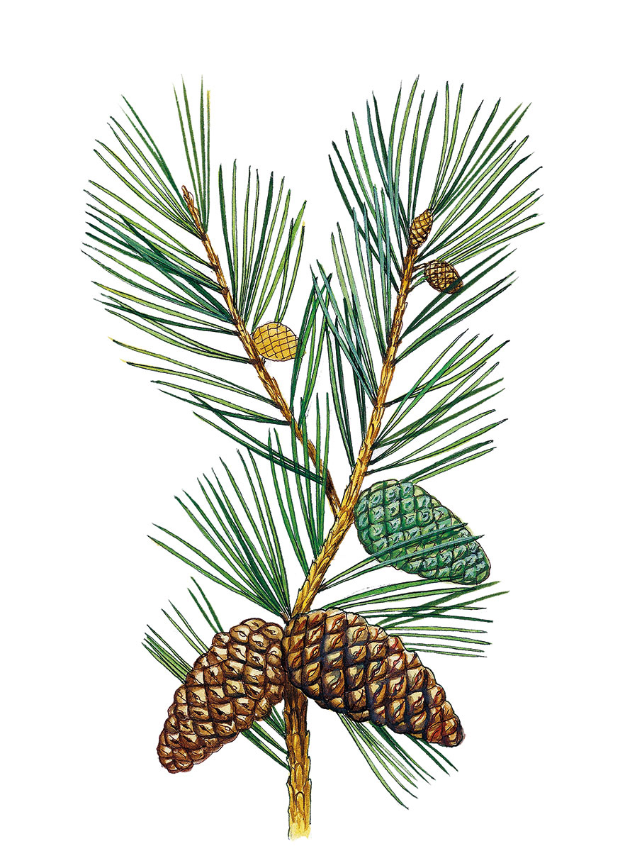 Για όλα (δεν) φταίει  το πεύκο-1