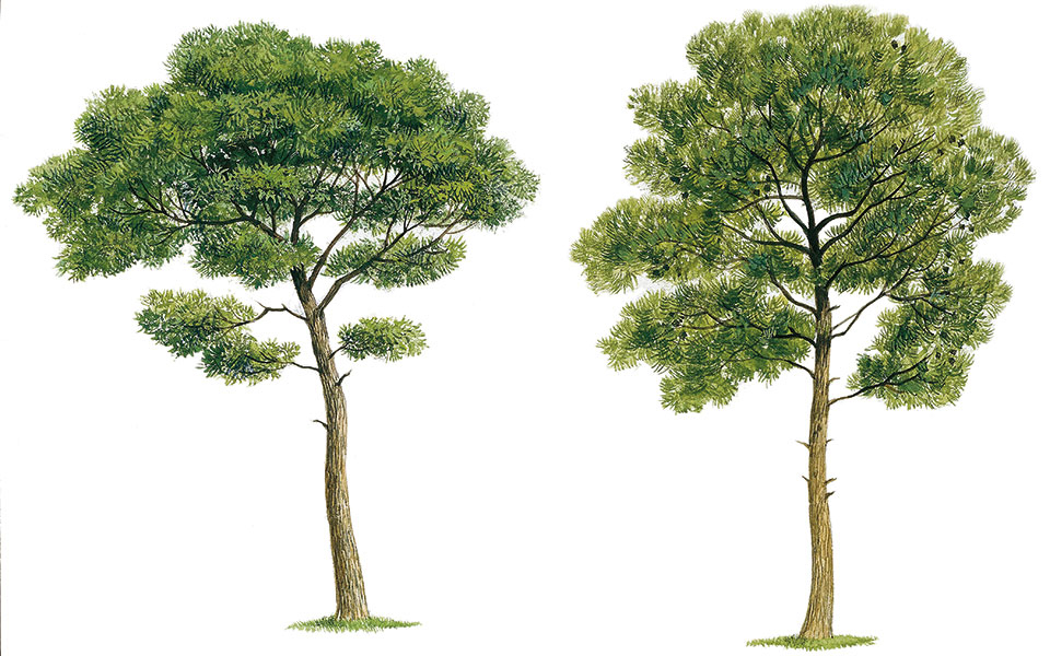 Για όλα (δεν) φταίει  το πεύκο-2