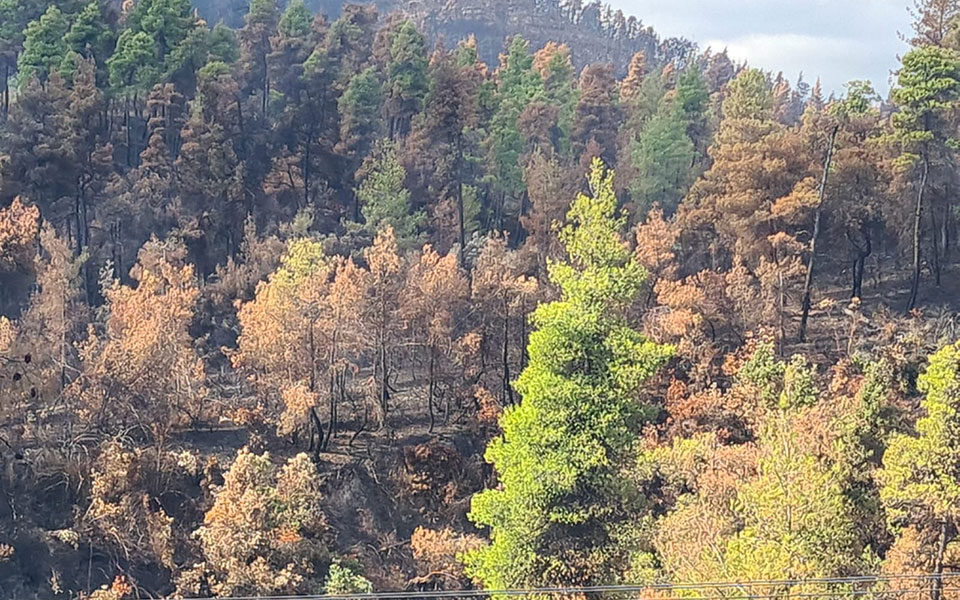 Φωτιές σε Εύβοια και Βαρυμπόμπη: Άρχισε ο καθαρισμός των καμένων εκτάσεων και τα αντιπλημμυρικά έργα-2