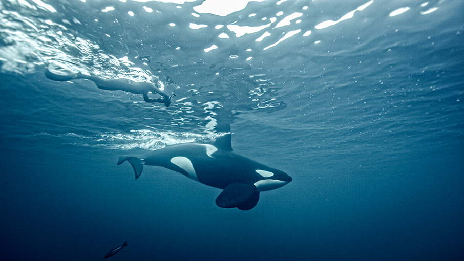 H TUDOR αναζητά φάλαινες στα φιόρδ της Νορβηγίας με τον Morgan Bourc’his-4