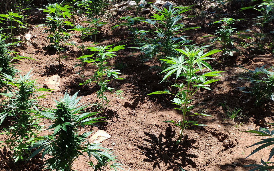 κρήτη-φυτεία-δενδρυλλίων-κάνναβης-εν-561475354